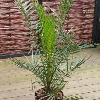 Phoenix palm